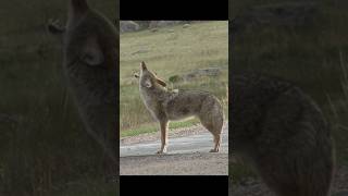 Coyote Sounds of Howling and Barking  Canis latrans Sounds [upl. by Barnaby]