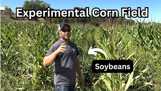 Planting 60” Corn with Soybeans and Cover Crop  Success or Failure [upl. by Ralip]