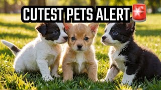 Top 40 Adorable Pets You MUST See 🐶🐱❤️  Cutest Dogs and Cats [upl. by Pani]