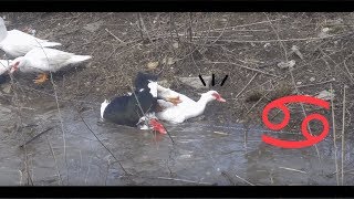 The Explosive Sexual Life of the Duck in the Water ♂♀ [upl. by Erdnuaed]