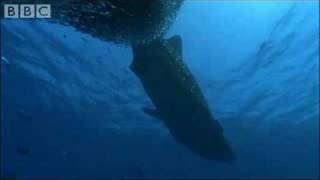 Whale Shark  BBC Planet Earth [upl. by Eissel]