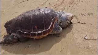 Scala dei Turchi trovato morto un enorme esemplare di Caretta Caretta [upl. by Laflam]