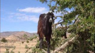 La cabra del Argán Cabras sobre árboles en Marruecos [upl. by Elyl]