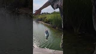 crappie dock flip fishing crappiefishing crappie [upl. by Artenra]