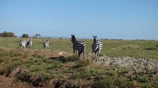 Zebras on the side of the road [upl. by Salomone]