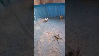 A aranha gigante na piscina humorcomediashorts [upl. by Oriane]