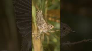 Incredable Meeting with spotted flycatcher birds nature wildbirdphotography birdslover [upl. by Richy]