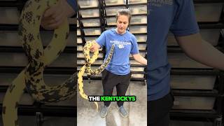 Kentucky Pines snake reptiles [upl. by Aydin]