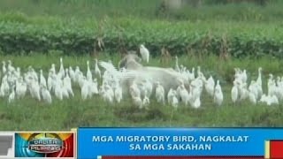 BP Mga migratory bird nagkalat sa mga sakahan sa Bangui Ilocos Norte [upl. by Sacks]