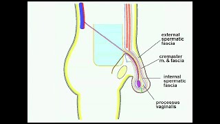 Inguinal Region and Inguinal Hernias with optional subtitles [upl. by Albion]