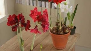 Home Garden  How to Plant Amaryllis [upl. by Eittap]