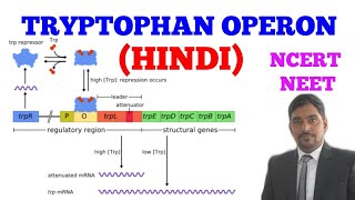 TRYPTOPHAN OPERON  EASY WAY  HINDI [upl. by Adnamaa]