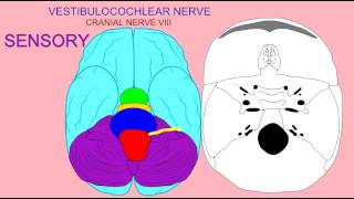 CRANIAL NERVE 8 VESTIBULOCOCHLEAR NERVE [upl. by Etnor404]