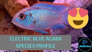 Electric Blue Acara  Species Profile [upl. by Soilissav529]