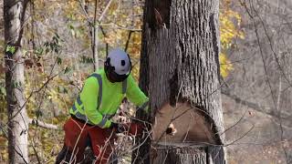 Columbia County Tree Trimming [upl. by Llenart520]