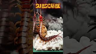 Black scorpion vs giant scolopendra shorts [upl. by Akim]