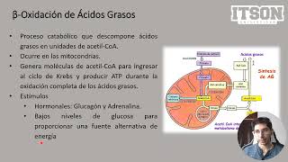 Metabolismo de lípidos e Introducción a las Vitaminas [upl. by Erodavlas963]