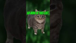 Who is the OIIA Cat memes [upl. by Yemrej]