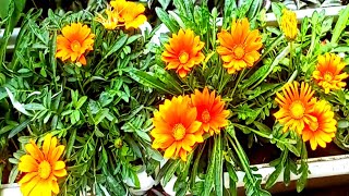 Gazania flower plant Care ll Gazania Best flowering plant Care Tipsll [upl. by Ahsilram124]