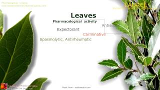 Laurel benefits Properties of the Bay Laurel leaves [upl. by Alicia]