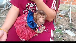 the small monkey jalie Sit on mom and neglect to fall [upl. by Placia]