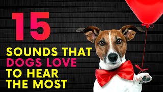 15 Sounds That Dogs Love To Hear The Most [upl. by Kyle6]