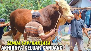 MENYALA SAPI RAKSASA KANDANG BINTANG SAKTI🔥Full Amunisi Kontes❗️ [upl. by Soble]