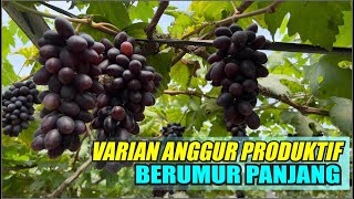 VARIAN ANGGUR PRODUKTIF DAN BERUMUR PANJNG [upl. by Avon]