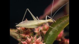 SOUNDS OF CRICKETS KYIV UKRAINE Ентомологія Entomology Oecanthus pellucens Orthoptera ТРУБАЧИК [upl. by Ytteb254]