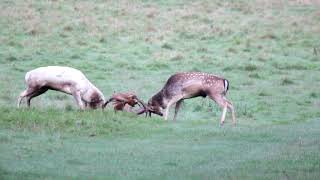 Rutting deer at Charlecote Park [upl. by Durant461]