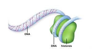 Sister chromatids of a metaphase chromosome animation [upl. by Hukill]