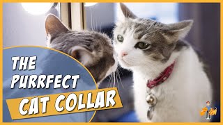 The Complete Cat Collar Guide  how to chose and fit the perfect collar and keep your cat safe [upl. by Nygem]