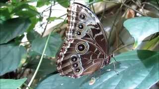 quotSchmetterlinge in der BiosphärePotsdamquot Ein Video von Karin und Wolfgang Schmökel [upl. by Eille454]