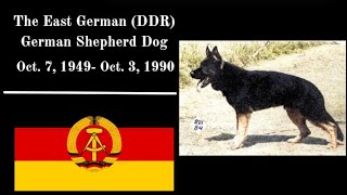 Wie DDRSchäferhunde den globalen Genpool verändert haben [upl. by Arica129]