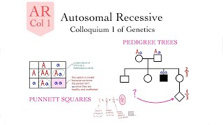 Autosomal RECESSIVE Rules and Calculation Examples Genetics Col 1  Nadia Aldaher [upl. by Kondon]