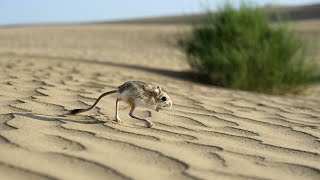 JERBOA SOUNDS [upl. by Vyky147]