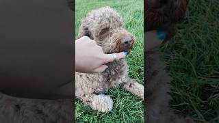 Best friend lagottoromagnolo lagotto dog doglover [upl. by Davida910]