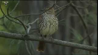 Brown Thrasher [upl. by Meng]