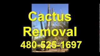 4805251697 AZ Cactus Removal Tempe Call US Saguaro Cacuts [upl. by Naresh90]