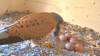 Neue Hoffnung 202224 Eggs rescue Turmfalken  Windsbach Beilngries Kestrels [upl. by Nath]