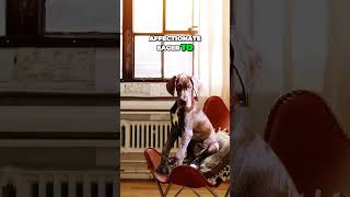 Great Dane  Giant Dog With Puppy Like Mentality [upl. by Ahsiet]