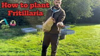 How to plant Fritillaria persica Cottage Garden Vlog 5 [upl. by Eniluj]