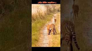 tigertigerhuntindiantigersytshots youtubeshortsshorts [upl. by Hands]