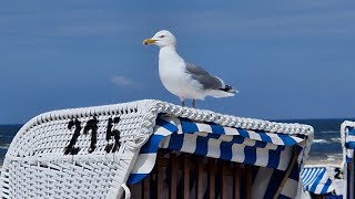 20240525  0602  Urlaub Neuharlingersiel  Teil 1 [upl. by Azerila382]