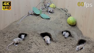 Cat TV for cats to watch mouse digging burrows in sand and squeaking 8 Hour 4k UHD [upl. by Colombi297]