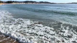 Log surfing at Terrigal Beach Incoming tide [upl. by Akiemaj]