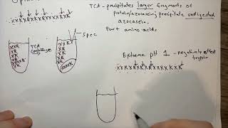 Azocasein Assay Analysis of Trypsins Protease Activity [upl. by Tristan]