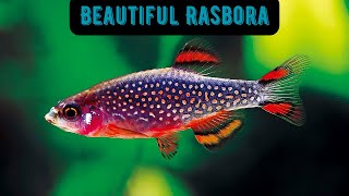 Beautiful Rasbora [upl. by Gordy]