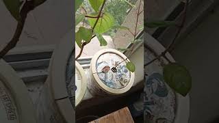 Fuchsias growing successfully indoors with semi sealed containers [upl. by Gothurd]