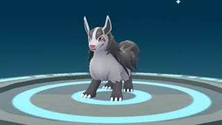 New Gen 3 Pokemon Go Poochyena to Mightyena Evolution Showcase Pokédex 261 and 262 [upl. by Kiryt16]